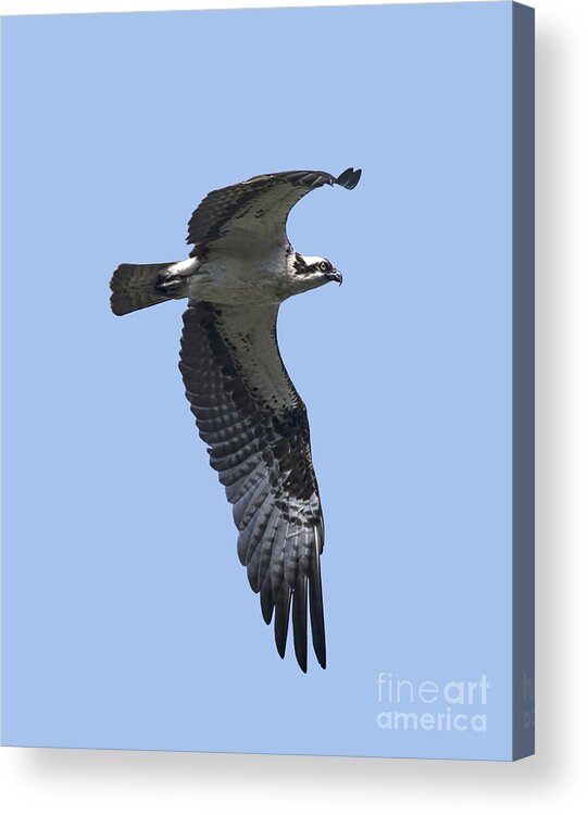 Osprey In Flight Acrylic Print featuring the photograph Osprey in Flight 2 by Priscilla Burgers