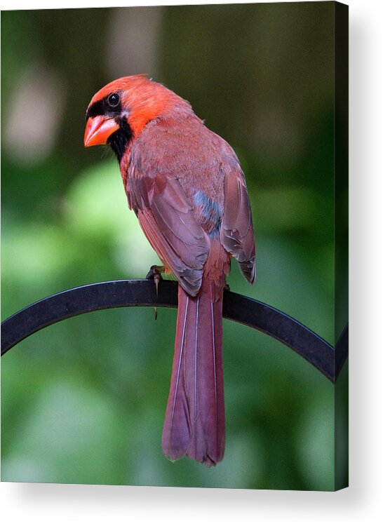 Cardinal Acrylic Print featuring the photograph Over the shoulder by Karen Smale