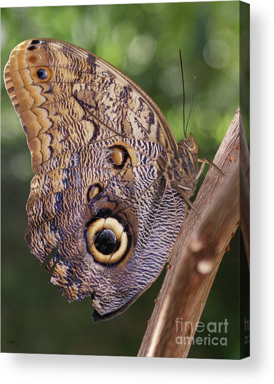 Butterfly Acrylic Print featuring the photograph Owl Close Up by Shelley Jones