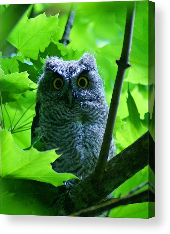 Owl Acrylic Print featuring the photograph Owl in the Woods by Ben Upham III