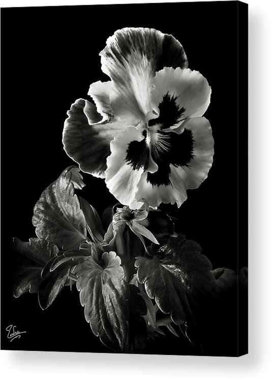 Flower Acrylic Print featuring the photograph Pansy in Black and White by Endre Balogh