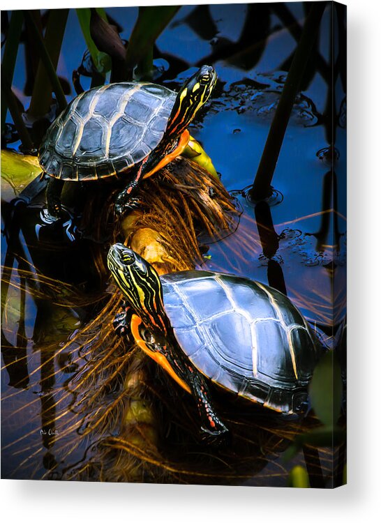Reptile Acrylic Print featuring the photograph Passing the day with a friend by Bob Orsillo