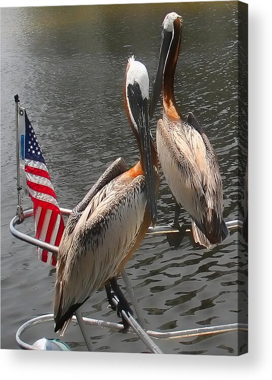Red Acrylic Print featuring the photograph Patriotic Pelicans II by Sandy Poore