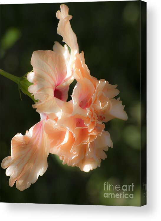 Hibiscus Acrylic Print featuring the photograph Peach Bliss by Ken Frischkorn