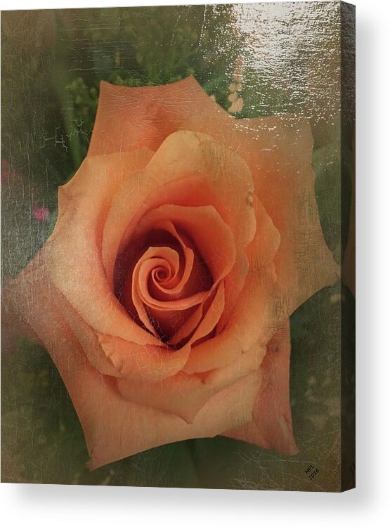 Painting Acrylic Print featuring the painting Peach Rose by Marian Lonzetta