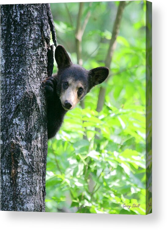 Nature Acrylic Print featuring the photograph Peek-a-Boo by Gerry Sibell