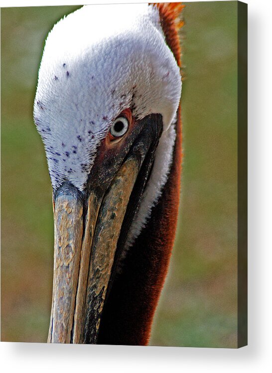 Pelican Acrylic Print featuring the painting Pelican Head by Michael Thomas