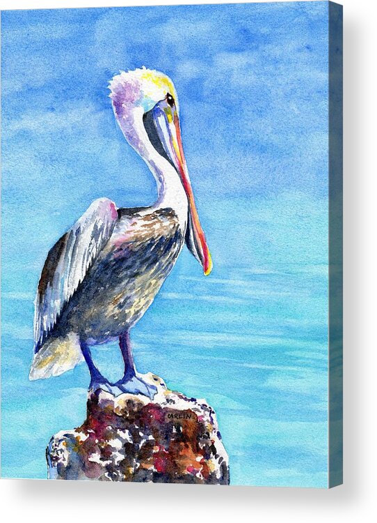 Pelican Acrylic Print featuring the painting Pelican on a Post by Carlin Blahnik CarlinArtWatercolor