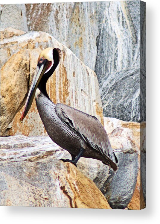 Pelican Acrylic Print featuring the photograph Pelican by Patricia Quandel