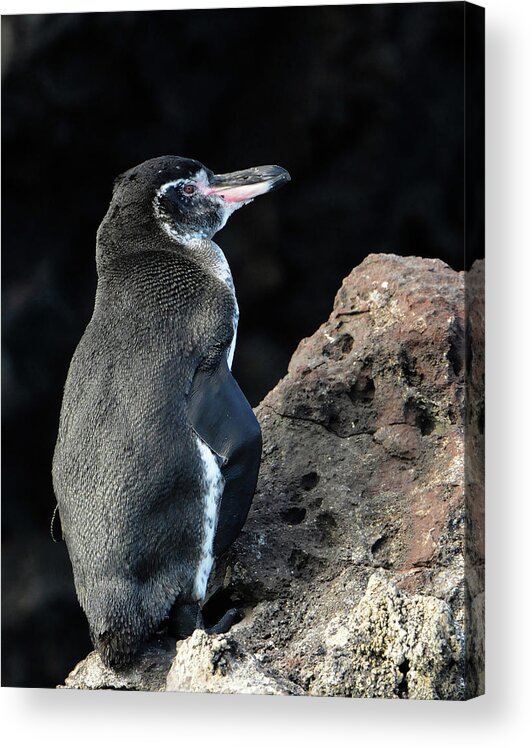 Penguin Acrylic Print featuring the photograph Penguin in Galapagos by Ted Keller