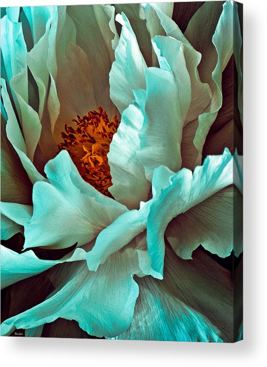Peony Acrylic Print featuring the photograph Peony Flower by Chris Lord