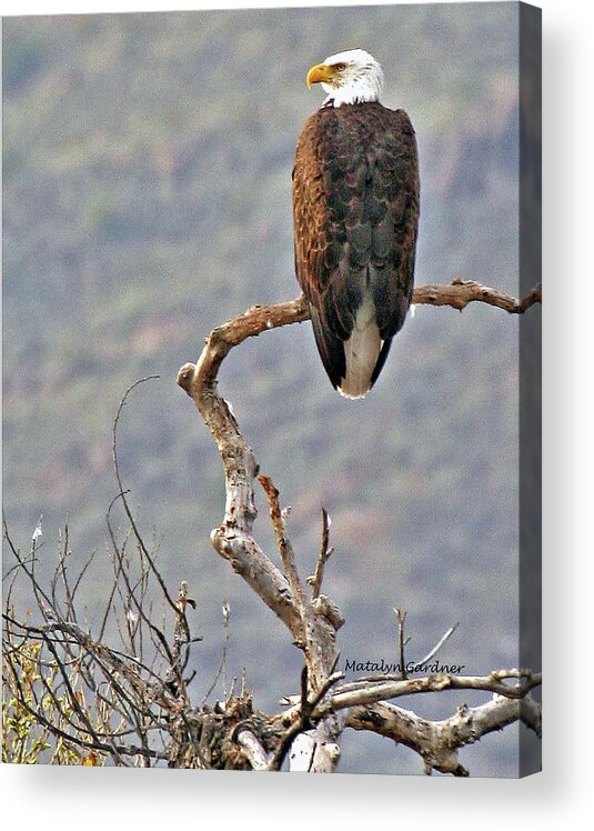 Eagle Acrylic Print featuring the photograph Phoenix Eagle by Matalyn Gardner