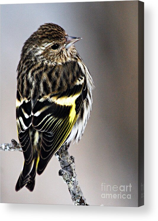 Photography Acrylic Print featuring the photograph Pine Siskin by Larry Ricker