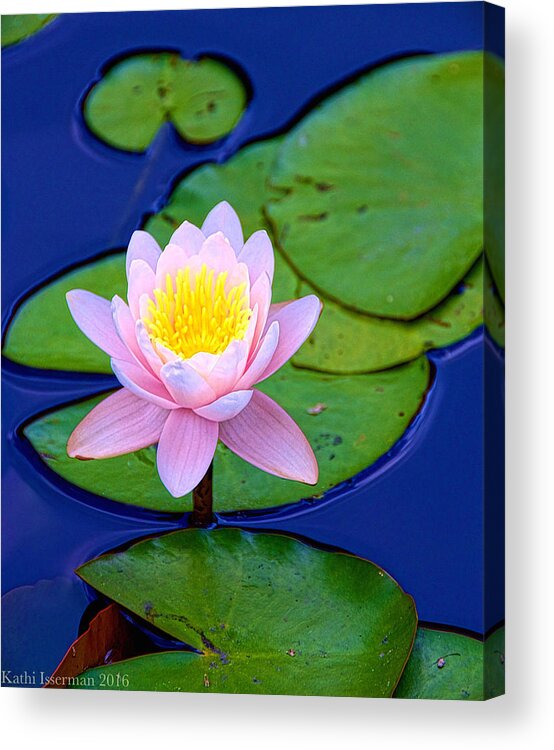 Lilies Acrylic Print featuring the photograph Pink Lily by Kathi Isserman