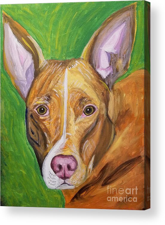 Dog Acrylic Print featuring the painting Pink Nose by Ania M Milo