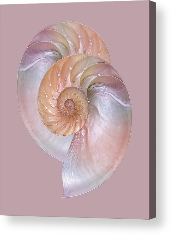 Nautilus Acrylic Print featuring the photograph Pink Pearlescent Nautilus Pair by Gill Billington