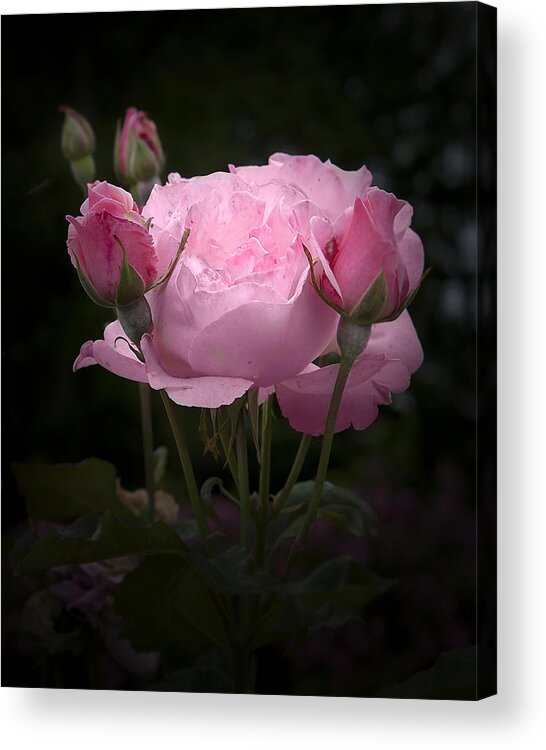 Rose Acrylic Print featuring the photograph Pink Rose with Buds by Michele A Loftus
