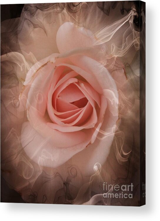 Pink Rose Acrylic Print featuring the photograph Pink Smokey by Clare Bevan