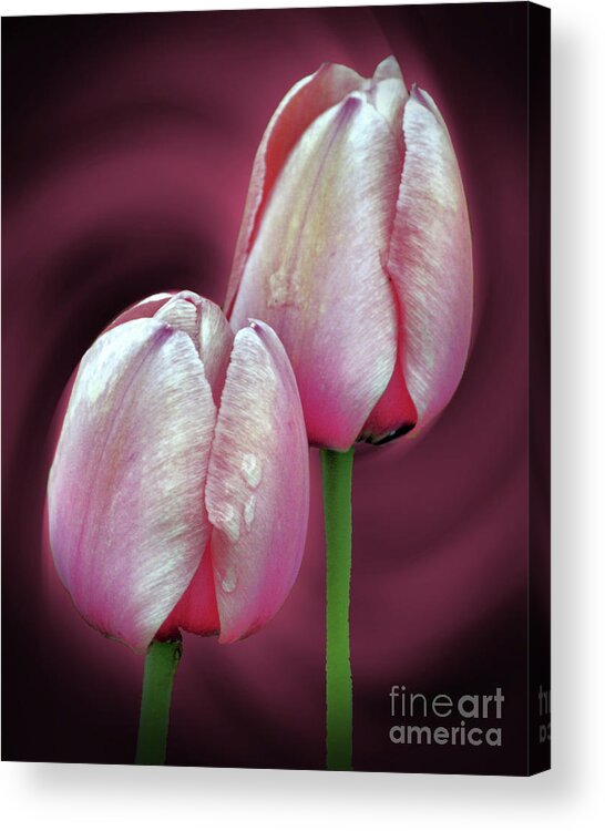 Tulip Acrylic Print featuring the photograph Pink Tulip Pair by Smilin Eyes Treasures