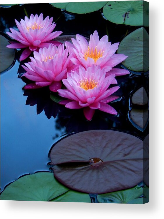 Nature Acrylic Print featuring the photograph Pink Waterlilies by Sharon Williams Eng