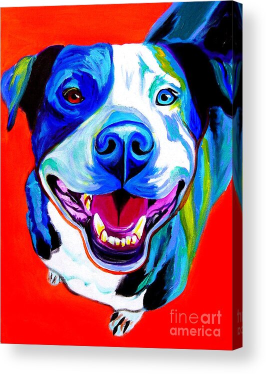 Pit Bull Acrylic Print featuring the painting Pit Bull - Grin by Dawg Painter