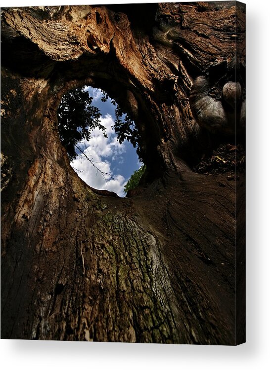 Tree Acrylic Print featuring the photograph Portal by Neil Shapiro