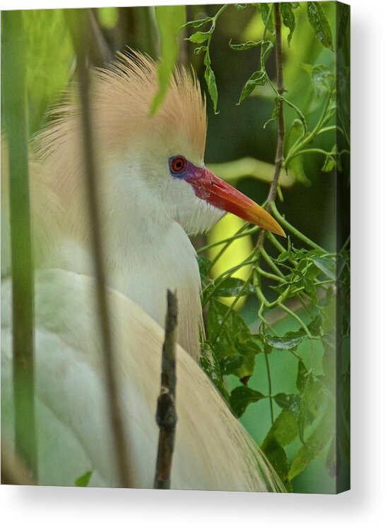 Cattle Egret Acrylic Print featuring the photograph Portrait Of A Cattle Egret by Carol Bradley
