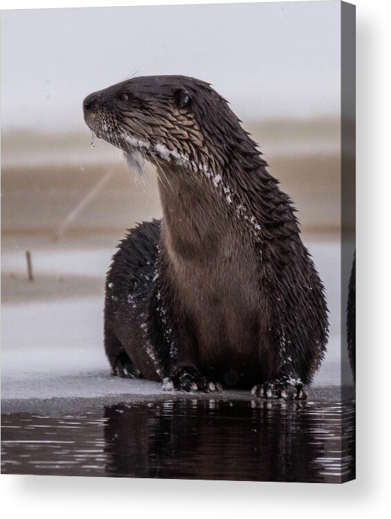 Otter Acrylic Print featuring the photograph Portrait of an Otter by Jody Partin