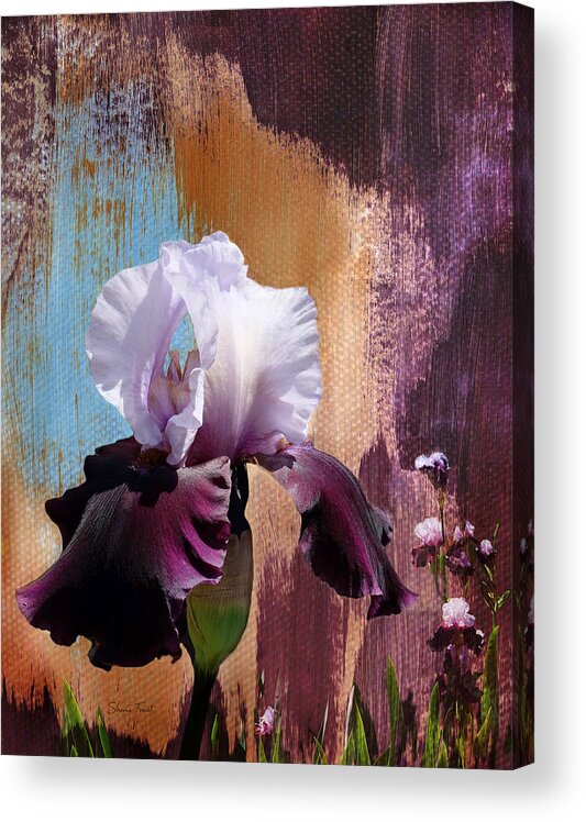Purple And White Iris Acrylic Print featuring the photograph Purple and White Iris by Sherrie Triest