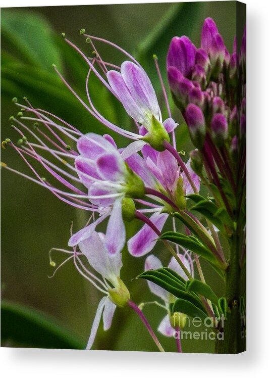 Nature Acrylic Print featuring the photograph Purple Flower 6 by Christy Garavetto