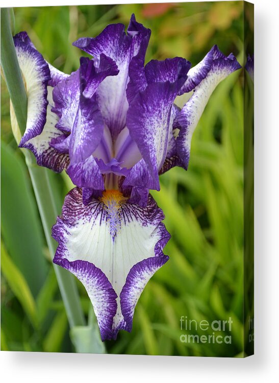 Purple Iris Acrylic Print featuring the photograph Purple Iris art by Rebecca Margraf
