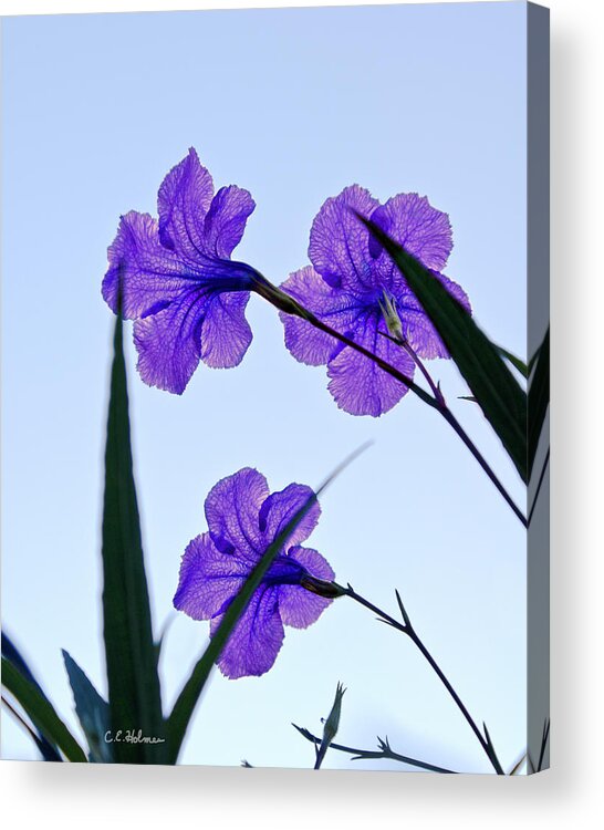 Flower Acrylic Print featuring the photograph Purple Trio by Christopher Holmes