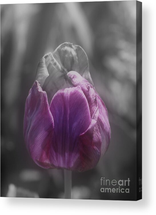 Tulip Acrylic Print featuring the photograph Purple Tulip Partial Color by Smilin Eyes Treasures