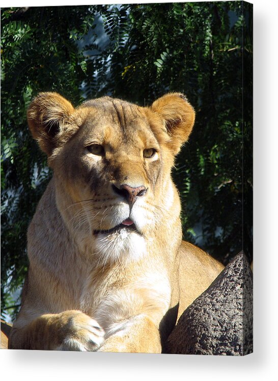 Lion Acrylic Print featuring the photograph Queen of the Beasts by George Jones