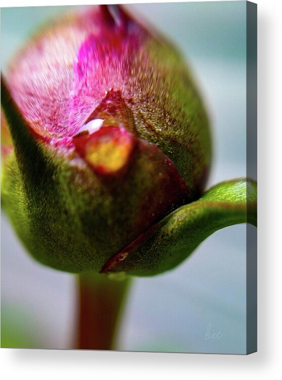 Spring Acrylic Print featuring the photograph Raindrop on peonie by Bruce Carpenter