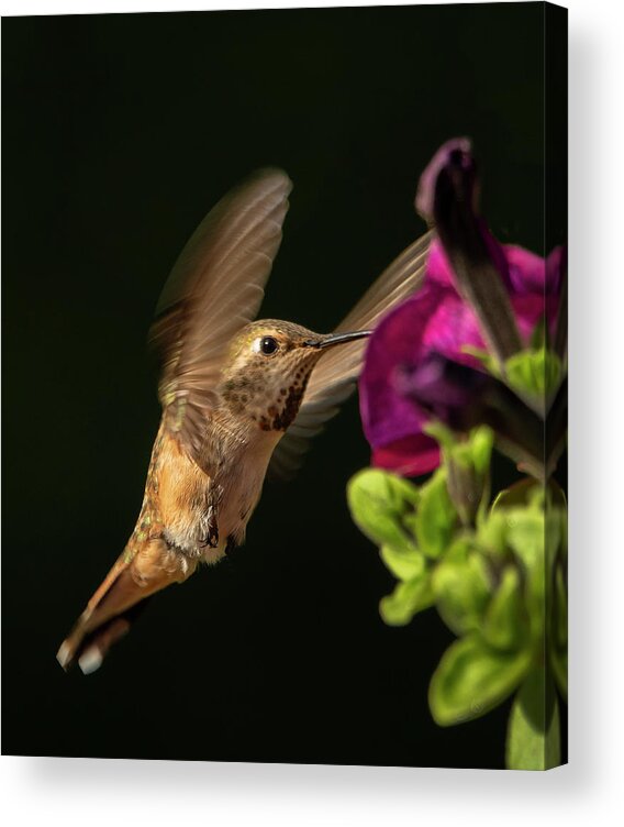 Rufous Hummingbird Acrylic Print featuring the photograph Reaching for the flower by Inge Riis McDonald