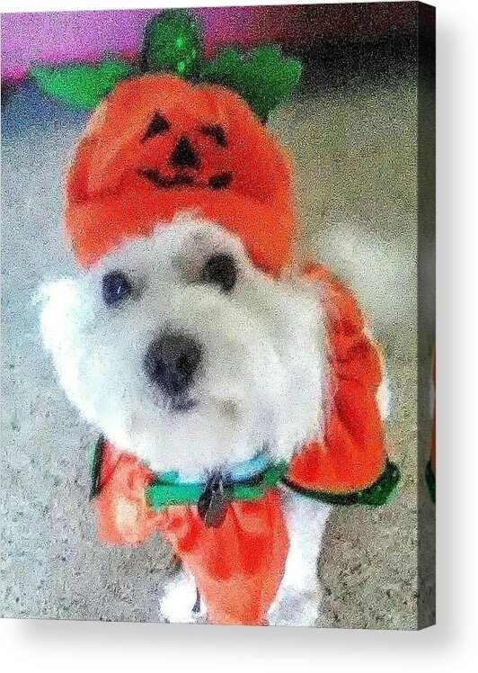 Coton De Tulear Acrylic Print featuring the photograph Really Halloween by Suzanne Berthier