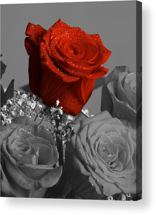 Rose Acrylic Print featuring the photograph Really red Rose by M K Miller