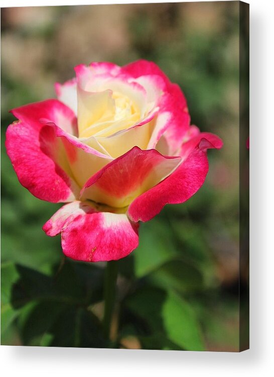 Rose Acrylic Print featuring the photograph Red and Yellow Rose by Brian Eberly