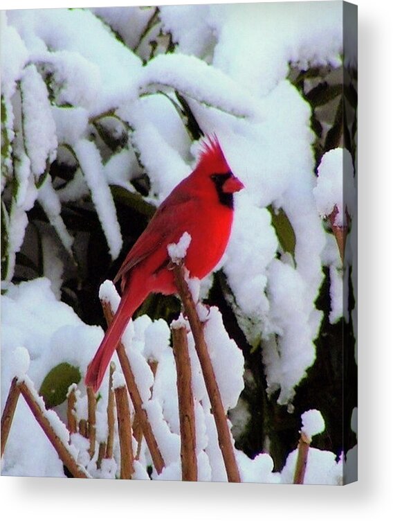 Cardinal Acrylic Print featuring the photograph Red Flame... by Tanya Tanski