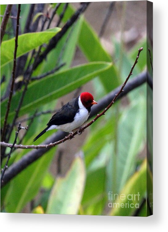 Red Head Acrylic Print featuring the photograph Red Head by Jennifer Robin