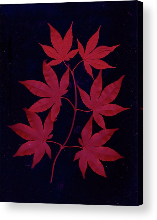 Leaves Acrylic Print featuring the photograph red Japanese Maple leaves by Wayne Potrafka