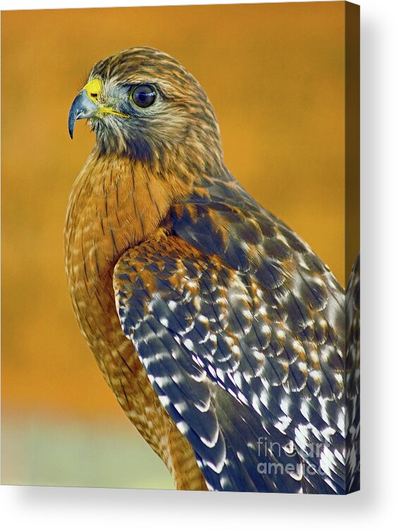 Bird Acrylic Print featuring the photograph Red Shouldered Hawk by Larry Nieland