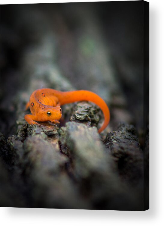 Eastern Newt Acrylic Print featuring the photograph Red Spotted Newt by Chris Bordeleau