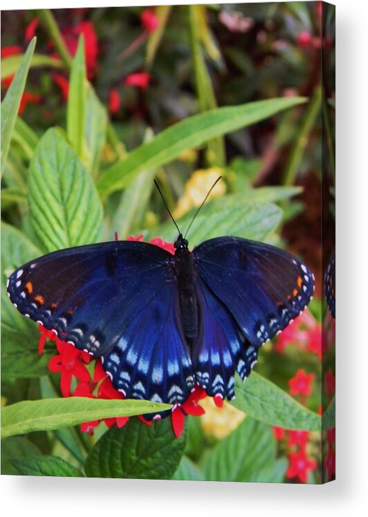 Red Spotted Purple Butterfly Acrylic Print featuring the photograph Red Spotted Purple Butterfly by Warren Thompson