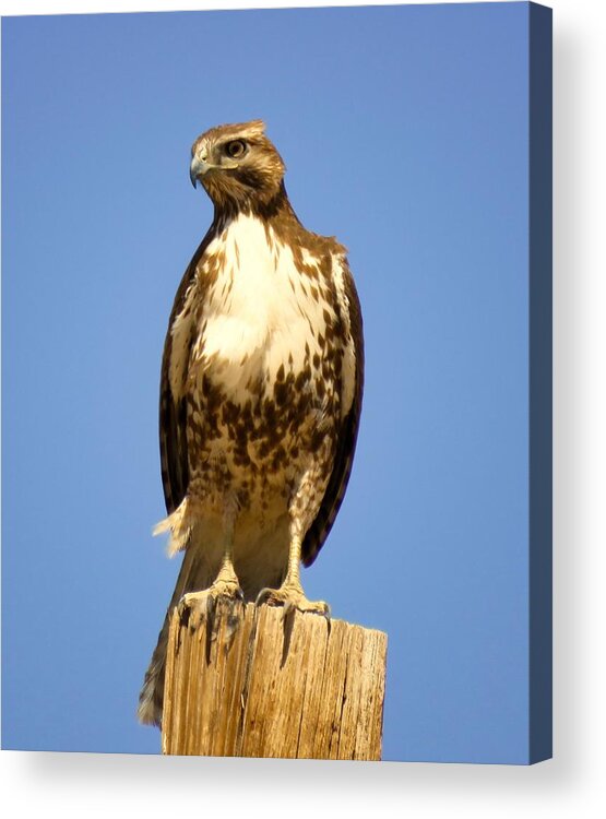  Arizona Acrylic Print featuring the photograph Red-Tailed Hawk on Post by Judy Kennedy