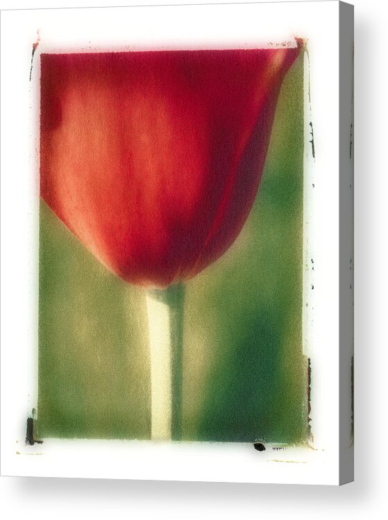 Spring Acrylic Print featuring the photograph Red Tulip by Joye Ardyn Durham