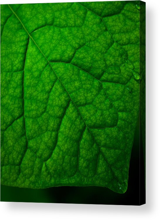 Nature Acrylic Print featuring the photograph Redbud Leaf by Jeff Phillippi