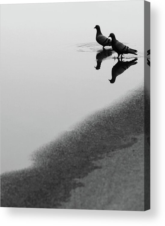 Two Pigeons Acrylic Print featuring the photograph Reflection of Two Love Birds in Water by Prakash Ghai