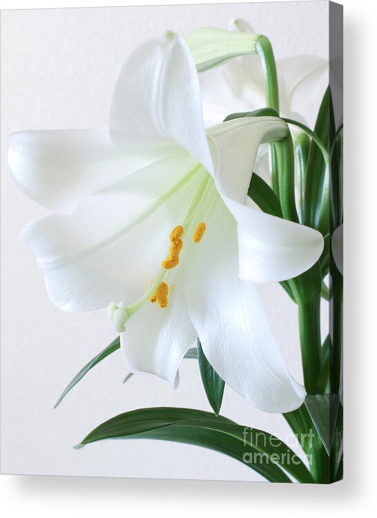 Lily Acrylic Print featuring the photograph Rejoice, He is Risen by Anita Oakley
